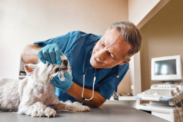Best Emergency Treatment for Dental Infections or Abscesses in Morgantown, IN